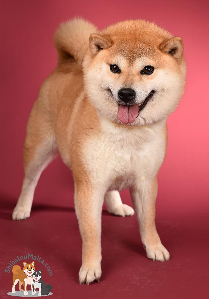 shiba様 Amazon.co.jp: Shiba Inu Smiling Gaming Mouse Pad Non-Slip