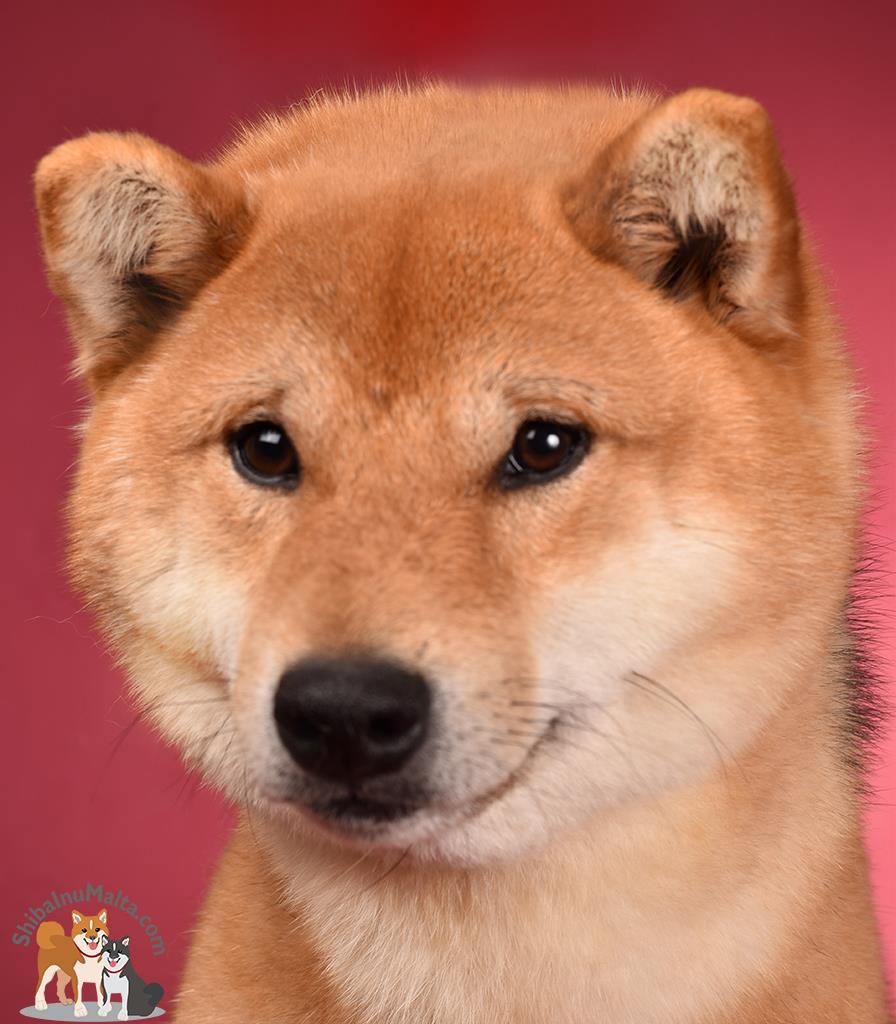 shiba様 Amazon.co.jp: Shiba Inu Smiling Gaming Mouse Pad Non-Slip