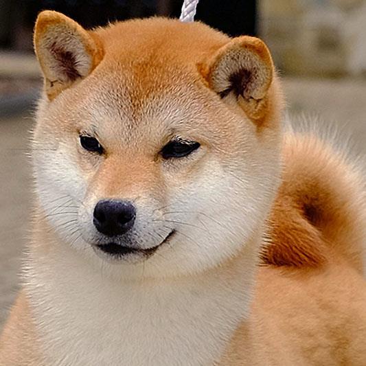 shiba様 Amazon.co.jp: Shiba Inu Smiling Gaming Mouse Pad Non-Slip