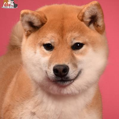 Mother - BARSKIY DOM GOLDIE