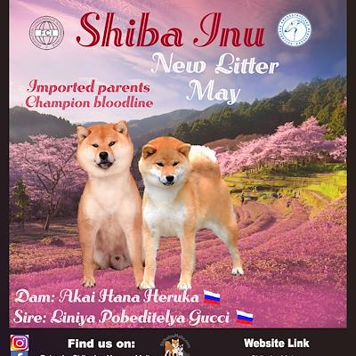 Litter - MATED COUPLE - B - NEW LITTER D.O.B 03/05/26