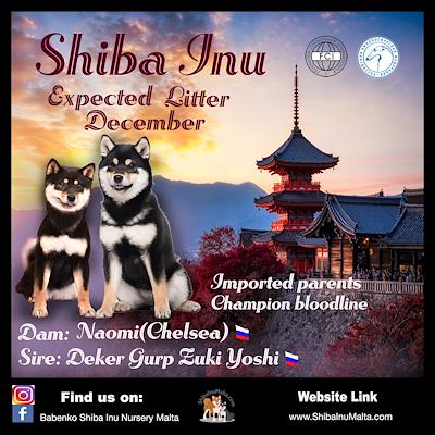 Litter - MATED COUPLE - T (EXPECTED LITTER DECEMBER 2025)