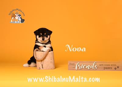 NOVA