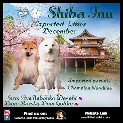 Litter - MATED COUPLE - V (EXPECTED LITTER DECEMBER 2025)