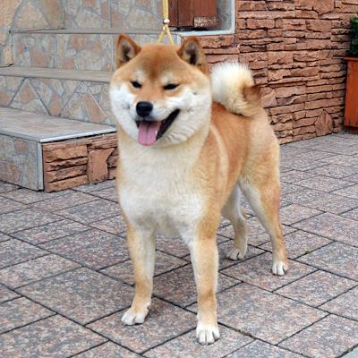 Mother - AKIKO TINA
