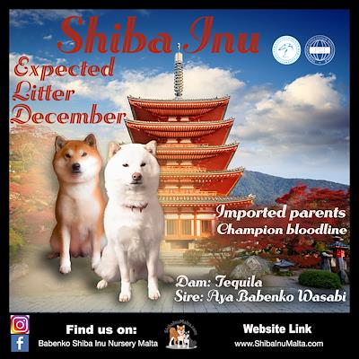 Litter - MATED COUPLE - U (EXPECTED LITTER DECEMBER 2025)