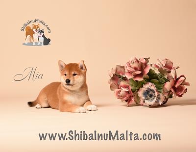 MIA