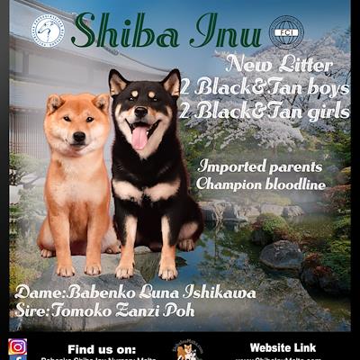 Litter - MATED COUPLE - X - NEW LITTER D.O.B 03/03/26