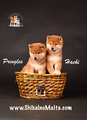 PRINGLES & HACHI