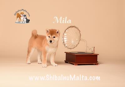 MILA