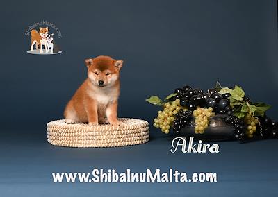 AKIRA