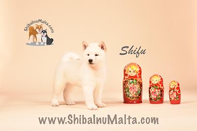 SHIFU