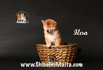 KOA