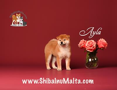 AYLA