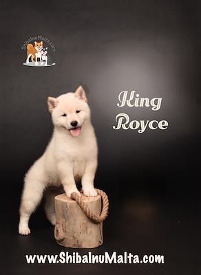 KING ROYCE