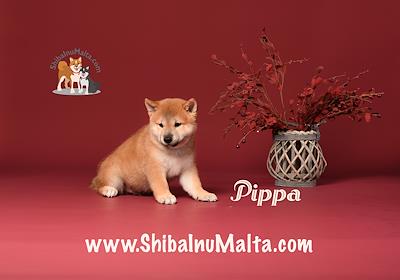 PIPPA