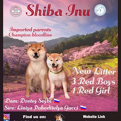 Litter - MATED COUPLE - S - NEW LITTER D.O.B 22/10/25