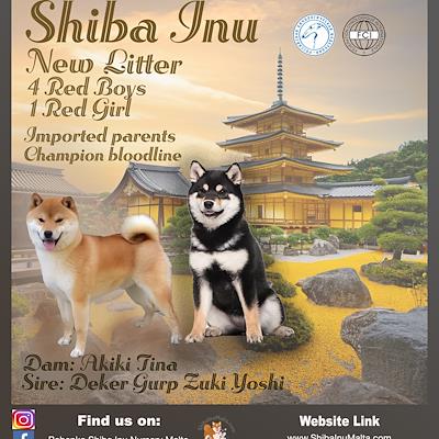 Litter - MATED COUPLE - Q - NEW LITTER D.O.B 15/10/25